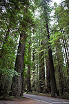Riesige Sequoia-Bäume im Humboldt-Park